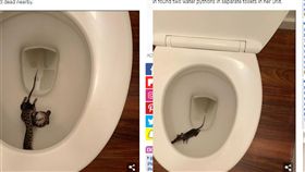 澳洲,獵食,老鼠,蟒蛇（圖／翻攝自每日郵報）