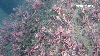 消波塊狀的珊瑚！南濱海堤水下畫面曝