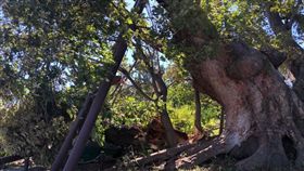 千年神木被吹斷。（圖／翻攝自推特
https://twitter.com/m_touring/status/1183265129963458560
