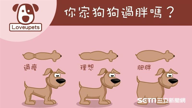 肋骨不見了！？　狗狗過胖怎麼辦