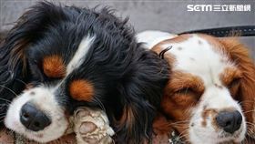 名家∕愛你寵物網loveupets(勿用)