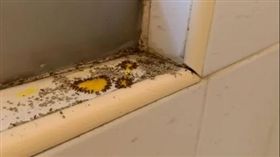 網友在dcard上發文求解，吃毒藥加上狂刷後 螞蟻依然築巢，非常頭痛。（圖／翻攝自Dcard）