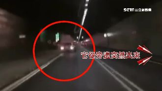 三寶避車彎衝出突襲　駕駛嚇傻急煞