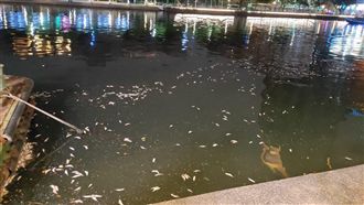 今天不問愛河顏色!黑又臭漂整片死魚