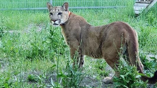 美洲獅黏人撒嬌　驚喜「學狗汪汪叫」