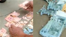 白蟻,馬來西亞,鈔票,家,啃食,食物,損毀,喚回,破爛,銀行,私房錢, 圖／翻攝自臉書