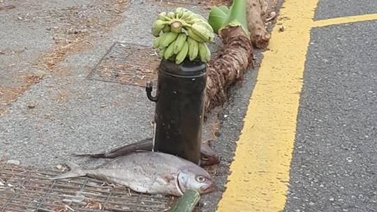 山路驚見死魚香蕉　網曝祭山神：快逃