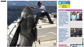 澳洲,雪梨,虎鯊,世界紀錄。(圖/翻攝自dailymail)