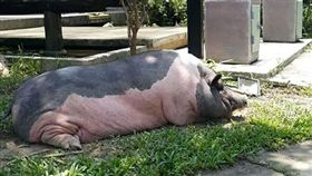 網友在爆怨公社求救，買的麝香豬越變越大隻該怎辦？（圖／翻攝自爆怨公社）