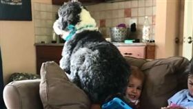 （把拔救我！「大卡稱」綿羊狗硬坐頭　萌弟崩潰被當人肉坐墊）
寵物,綿羊狗,屁股,男孩
（圖／翻攝自rory_the_sheepadoodle IG）
https://www.instagram.com/rory_the_sheepadoodle/p/Bjx1uxcjNqS/