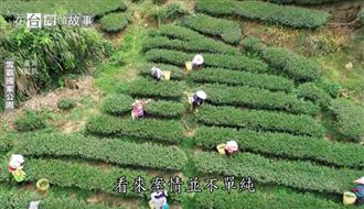 阿里山女飆仔　高山中的一群採茶姐
