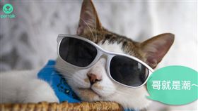 ▲圖／翻攝自PetTalk官網