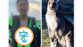 潛水衣袋鼠爸爸