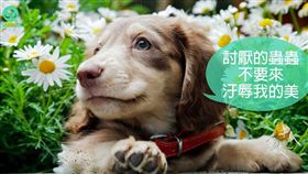 ▲圖／翻攝自PetTalk官網