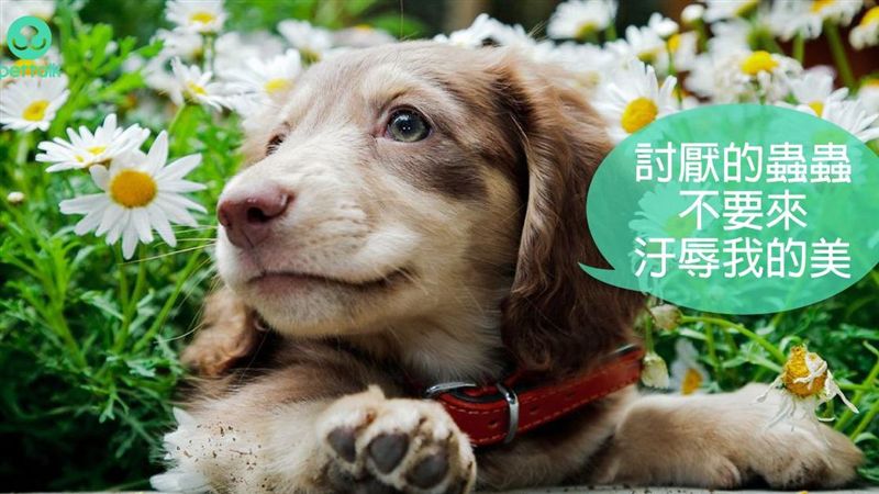 不發則已　一發不可收拾…犬毛囊蟲症