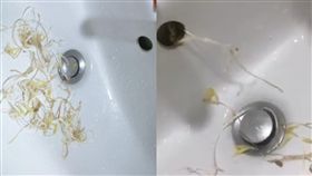 綠豆,豆芽,洗手台,排水孔,生命力　圖／翻攝爆怨公社