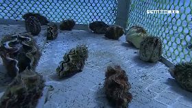 硨磲遭盜採18001