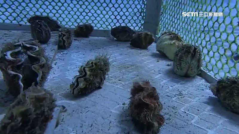 海底玫瑰價逾萬元　稀有硨磲幼貝遭竊