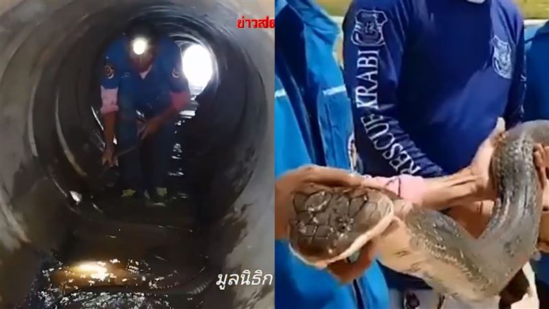 下水道纏鬥眼鏡王蛇！驚險對峙畫面曝