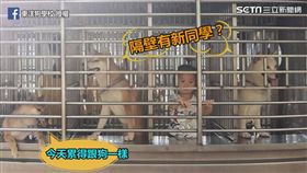 ▲校車出現一位特別的「新同學」。（圖／東洋狗學校 授權）