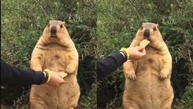 影／超肥土撥鼠狂啃餅乾！網見「鮪魚肚」秒懂：阿嬤養的（圖／翻攝自抖音o4nh0inev6）