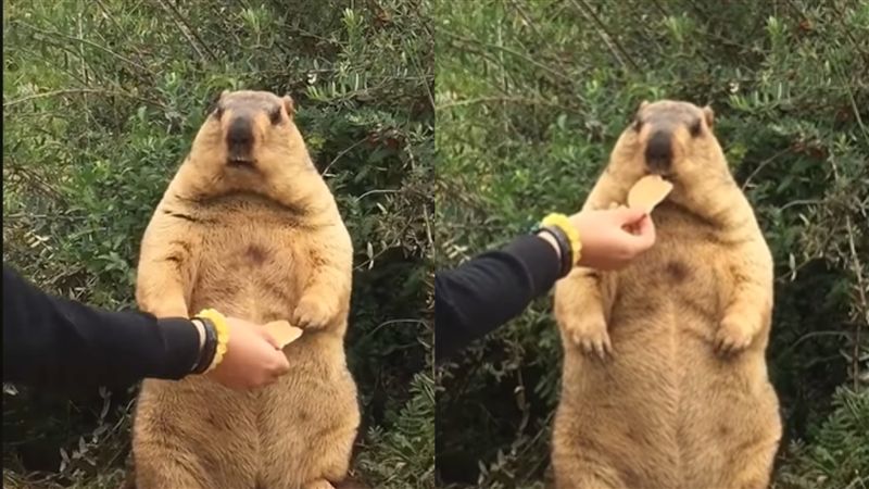 土撥鼠的怒吼　都是為了「他」