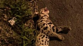 苗栗「石虎路殺」橫屍路邊！今年第20隻　警嘆：第一次看到這麼大隻
（圖／翻攝自臉書社團／通霄人（讚）出來）