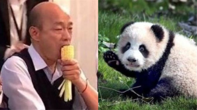 芒果乾之亂！國台辦竟助藍營抗小英！