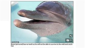  動物表演始終是備受爭議的議題，許多不肖商人為了向消費者兜售「新奇表演」，無視動物權，在訓練過程中用盡「違反動物天性」的手段，達成吸睛的目的，過去也曾發生多起動物被虐致死的悲劇。印尼峇厘島一間飯店日前遭保育團體踢爆「囚禁海豚」，因長期被困在含氯的泳池，導致海豚雙眼失明，甚至出現精神異常。（圖／翻攝自Daily Mail Online）