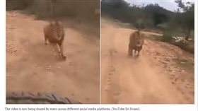 近日在印度有一群遊客到動物園參觀，搭著遊園車進入獅子區，沒想到卻被一頭公獅子「卯起來」全速狂追，把車上的遊客嚇出一身汗，其中一位民眾隨手拍下這段畫面，在網路上瘋狂被分享、轉傳。（圖／翻攝自Hindustan Times）