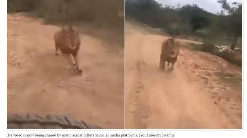 人類侵門踏戶闖地盤　猛獅狂追超嚇人