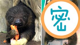 樹懶寶寶照X光！「一秒攤平」萌樣曝 
台北市立動物園