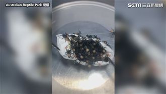 蜘蛛寶寶破蛋開箱！　白色馬卡龍蹦出