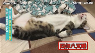 貓睡姿嚇死鏟屎官！網笑：下班的樣子