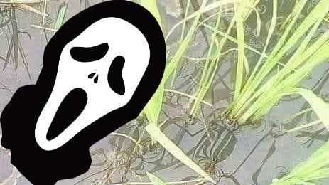 他稻田發現「稀有魚類」網嚇：快逃啊