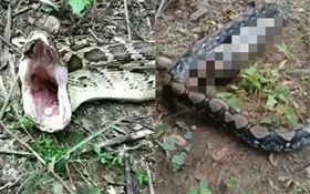 泰國,蟒蛇活吞狗（圖／翻攝自YouTube）