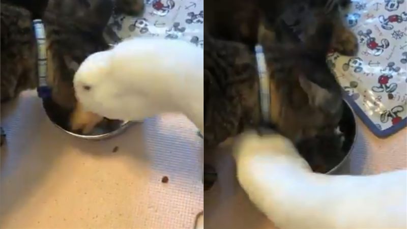 大白鵝嗑貓食！暴風式吸入讓主子無奈