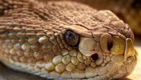 蛇,毒蛇（圖／翻攝自微博）