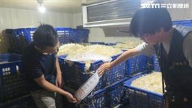 豆芽菜,黑心,保險粉,台北,新北市衛生局提供