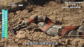 蛇信之下找到你！　超害羞直擊雙蛇交纏啪啪啪