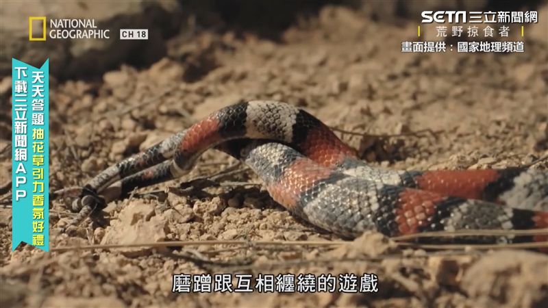 蛇信之下找到你　直擊雙蛇交纏啪啪啪