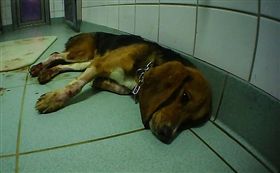 LPT實驗室殘忍虐待動物（圖／翻攝自推特）