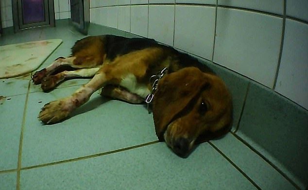 狠男想做狗皮大衣　竟殘殺毛孩活剝皮