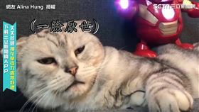 大膽造次！奴才放鋼鐵人在牠身上跳舞　喵皇一臉厭世