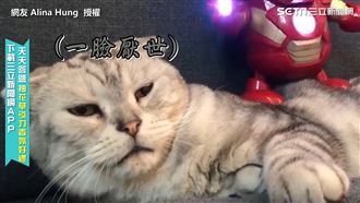 鋼鐵人在身上跳舞　喵皇竟一臉厭世