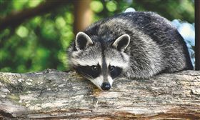 浣熊,翻攝自pixabay