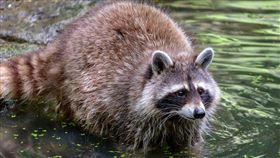 浣熊,翻攝自pixabay