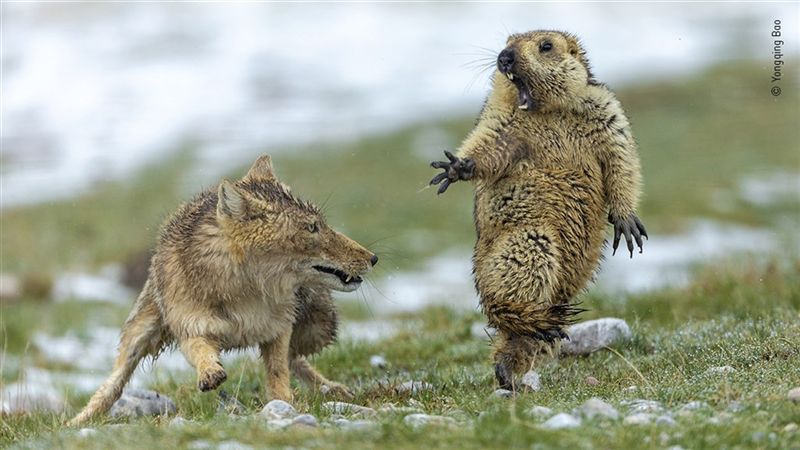 拍「土撥鼠嚇壞躲狐狸」　奪攝影首獎