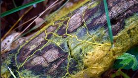 法國,魔點,生物,嘔吐物,生命力
推特