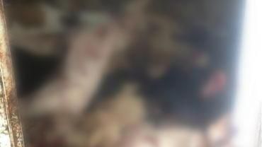 愛吃狗肉不擇手段！男下藥狂殺百條狗